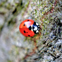 Opdagelse i haven og naturen