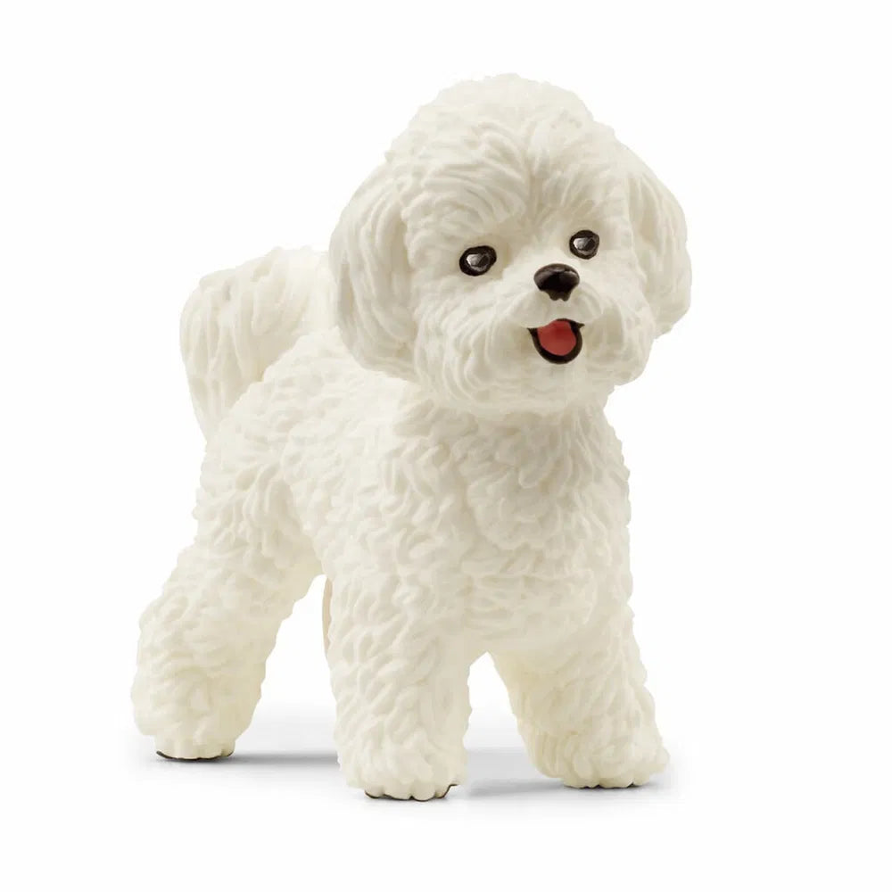 Bichon frisé