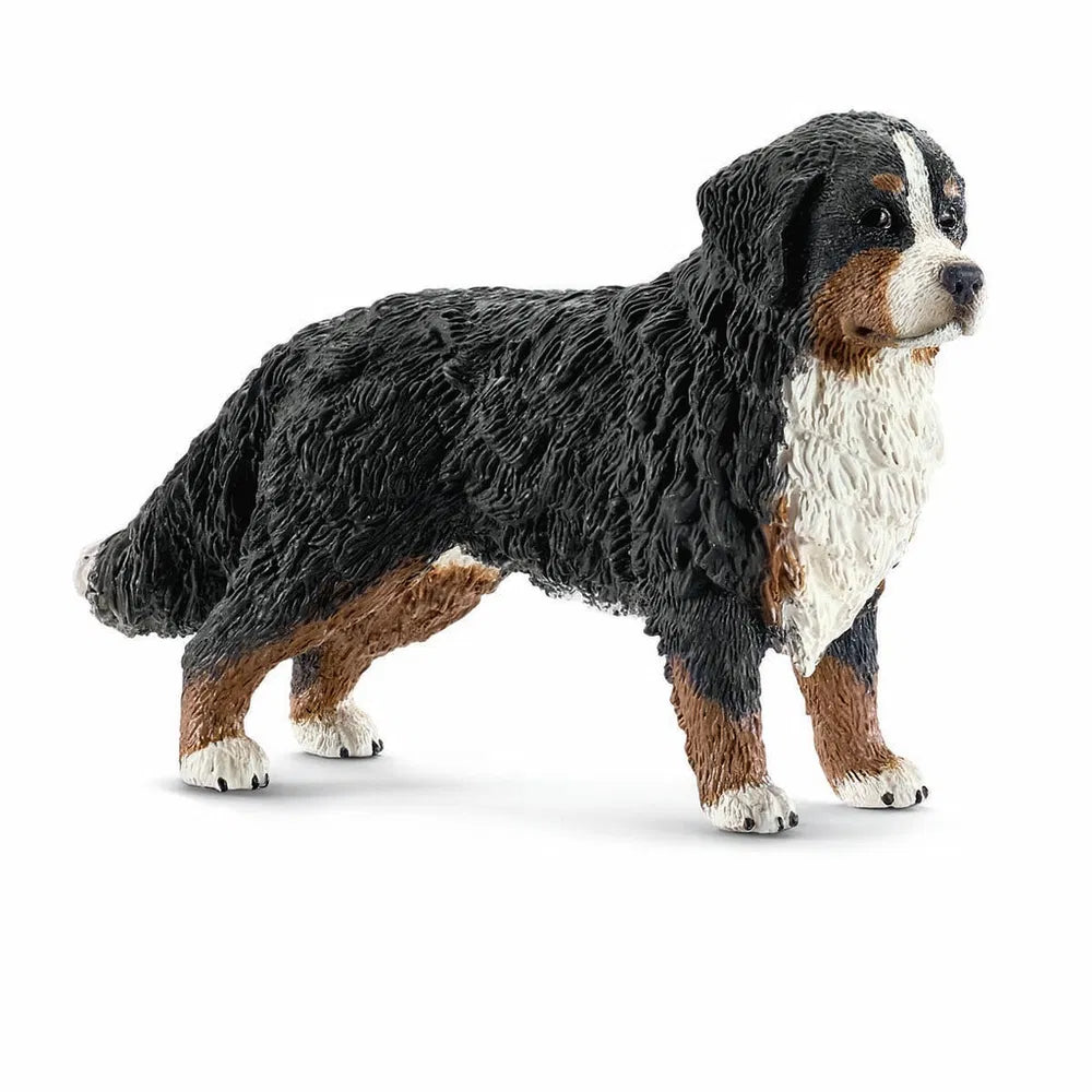 Berner Sennen hund